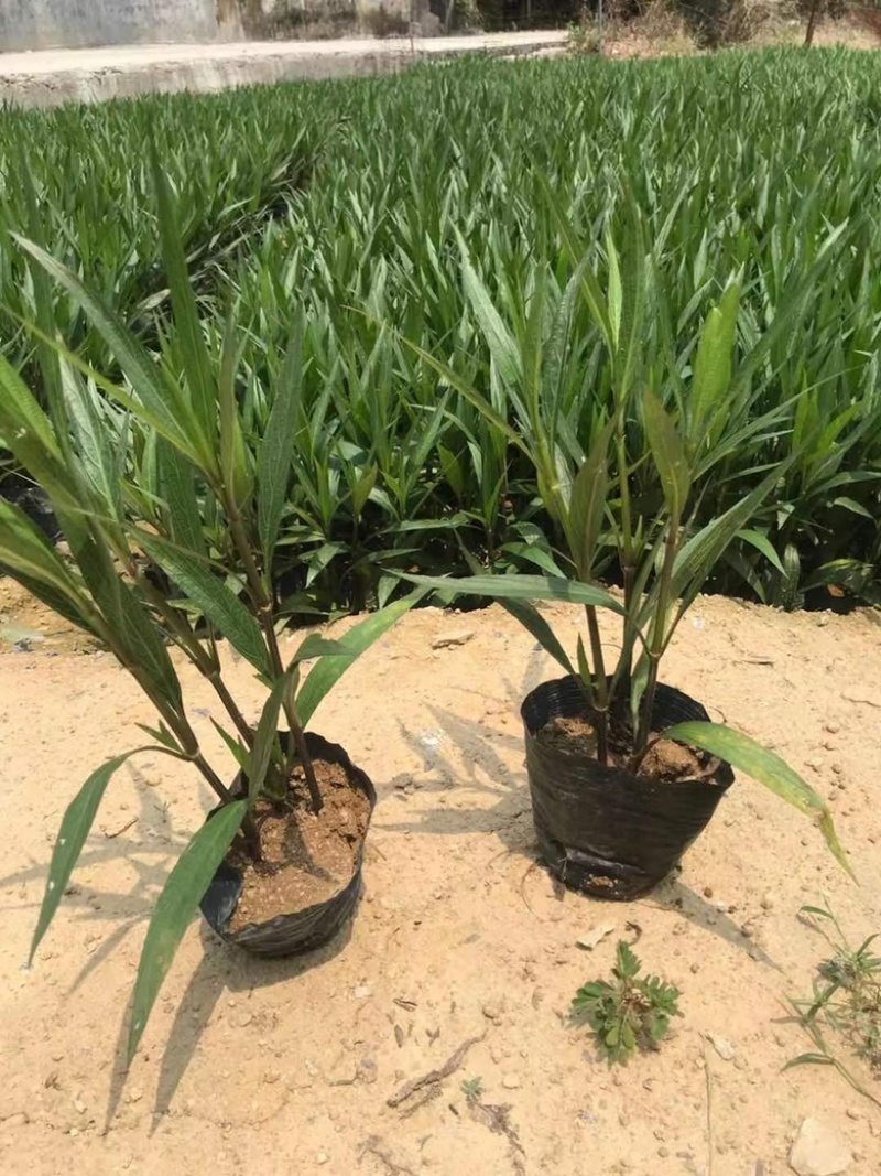 翠芦莉