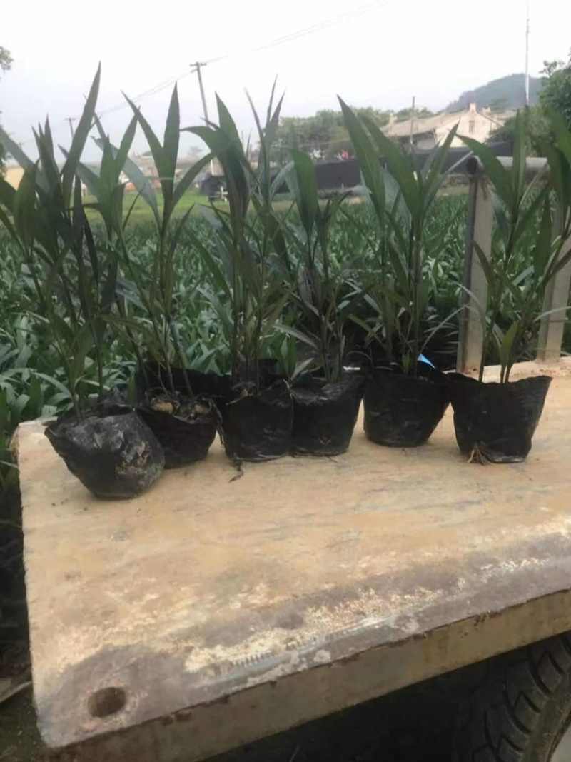 翠芦莉