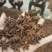 无硫水烫果春花八角大个头颜色正宗大