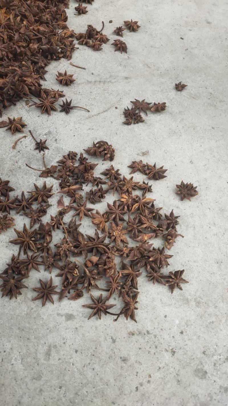 无硫水烫果春花八角大个头颜色正宗大