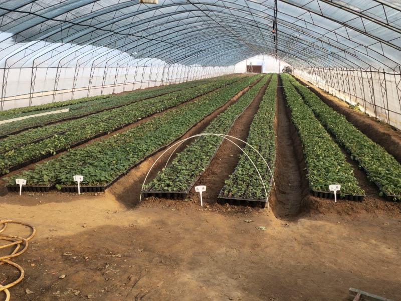 章姬草莓苗批发甜宝草莓苗育苗基地全明星草莓苗供应基地