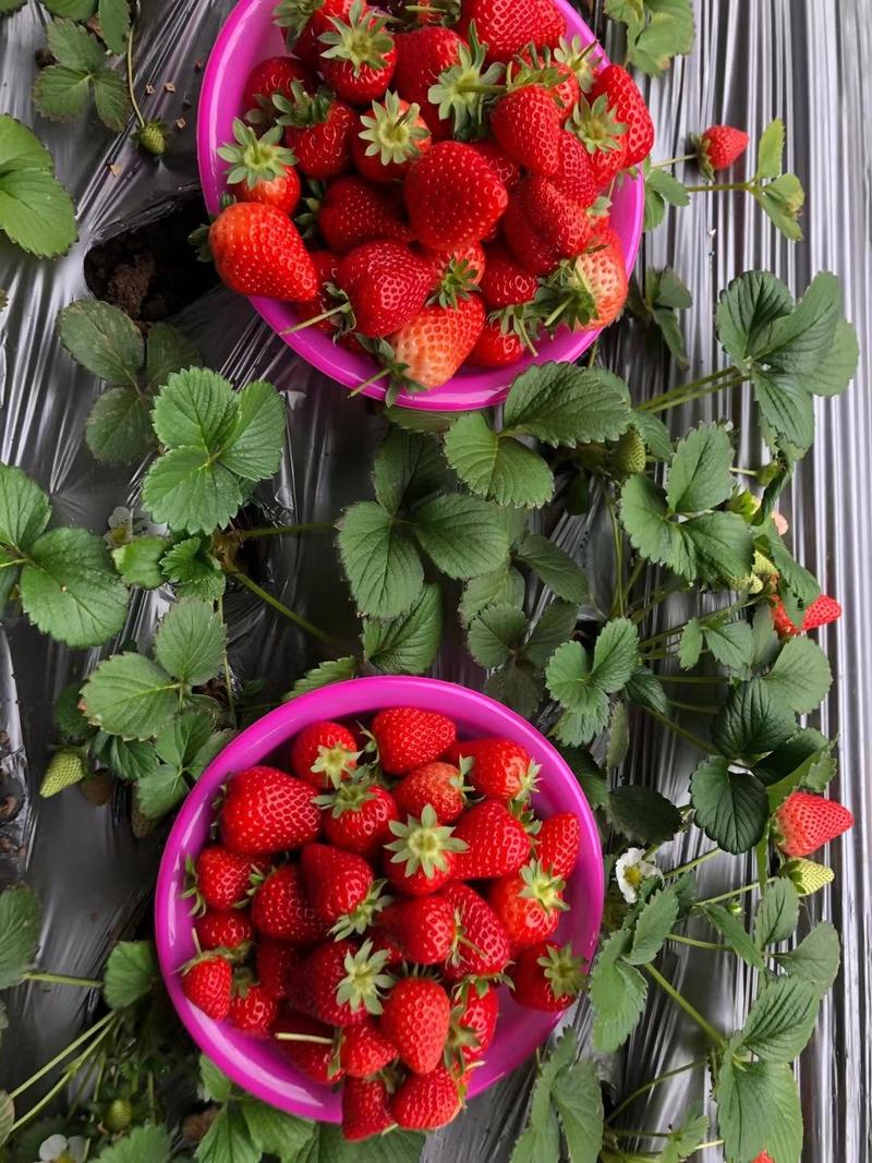 章姬草莓苗批发甜宝草莓苗育苗基地全明星草莓苗供应基地