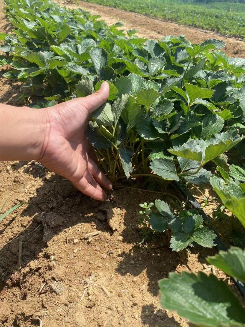 章姬草莓苗批发甜宝草莓苗育苗基地全明星草莓苗供应基地