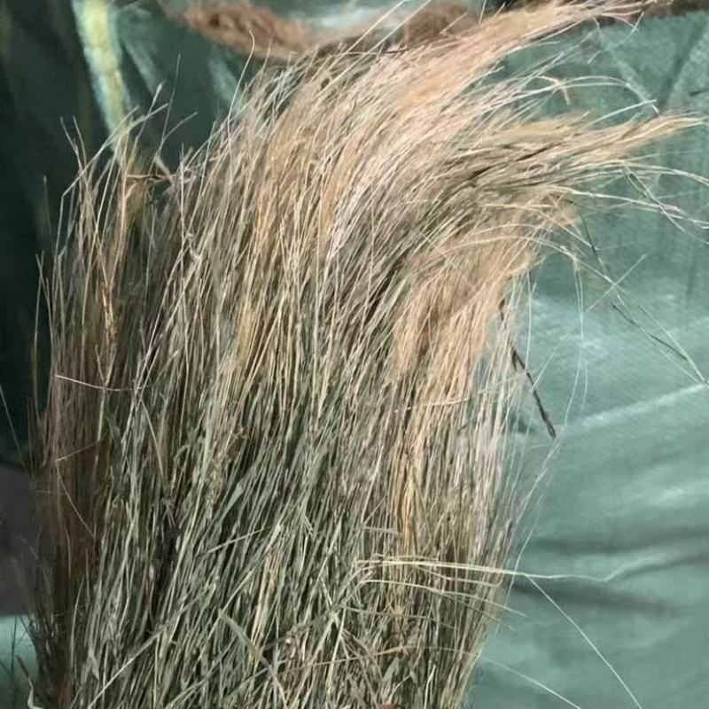 金丝草，猫毛草