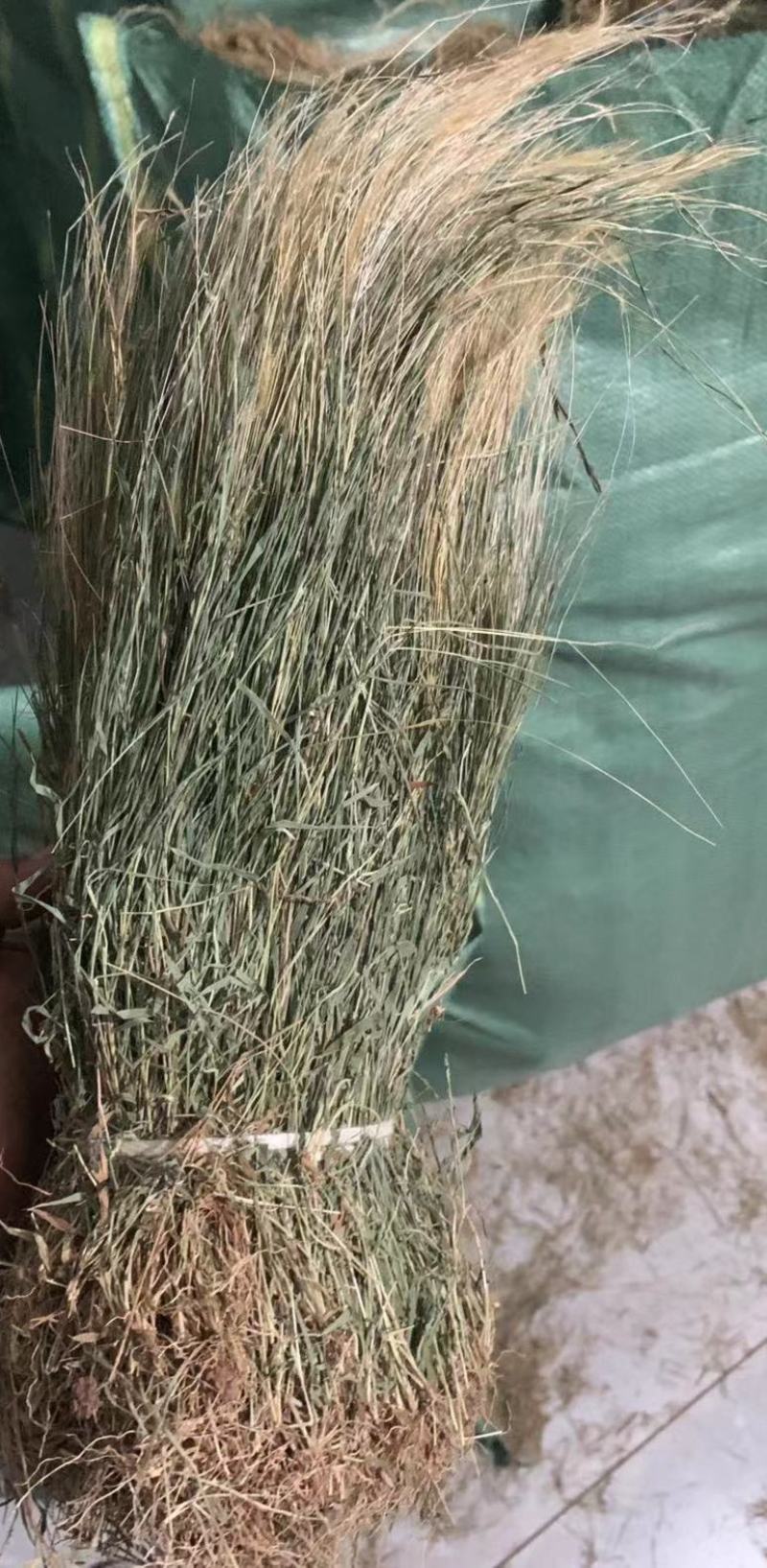 金丝草，猫毛草