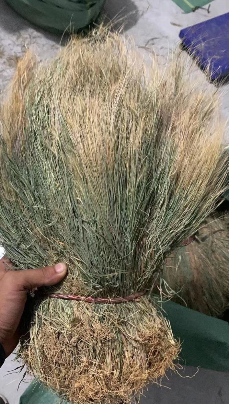 金丝草，猫毛草