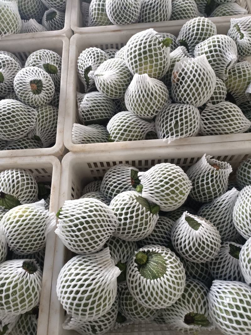 基地套袋嫩南瓜量大，好货，大量供应电商超市一手货源