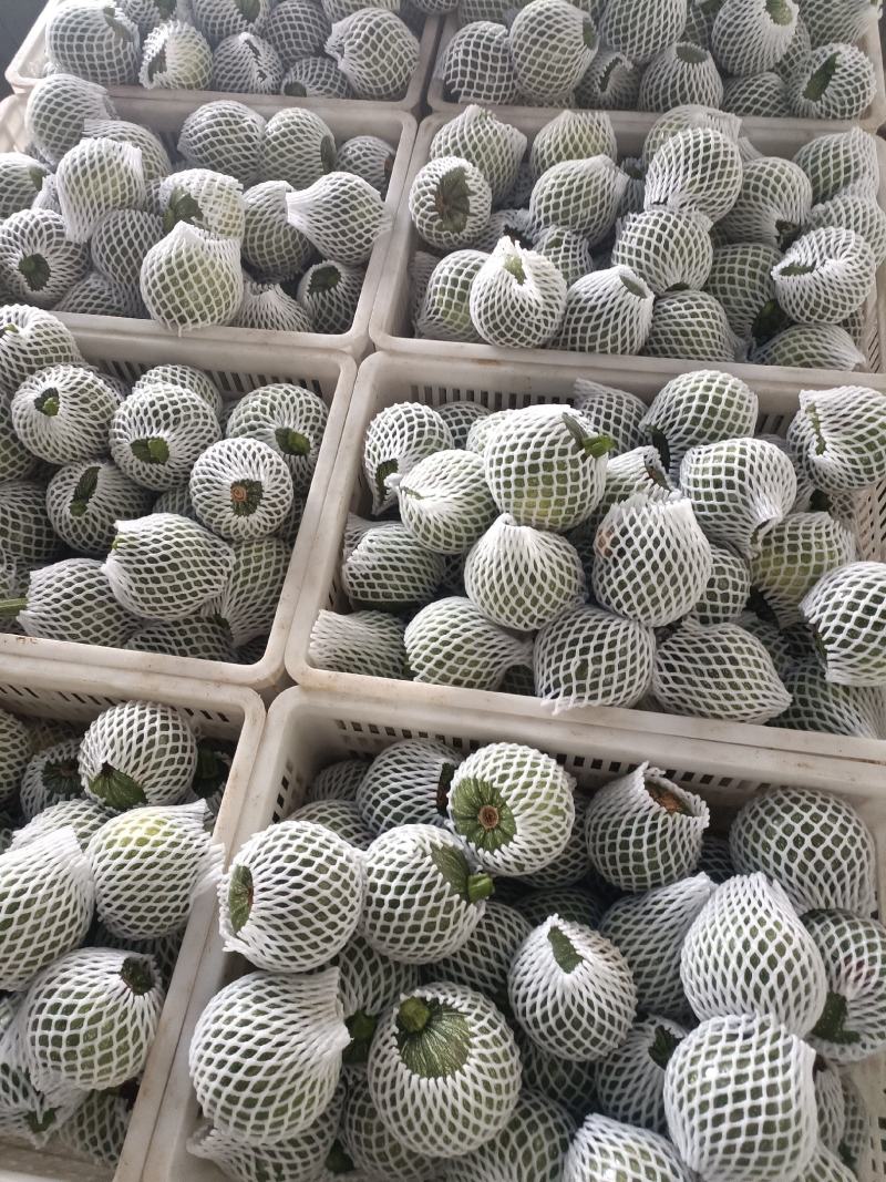 基地套袋嫩南瓜量大，好货，大量供应电商超市一手货源