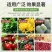矿源黄腐酸钾！改良土壤，提高肥效，生根，壮根，固氮壮苗