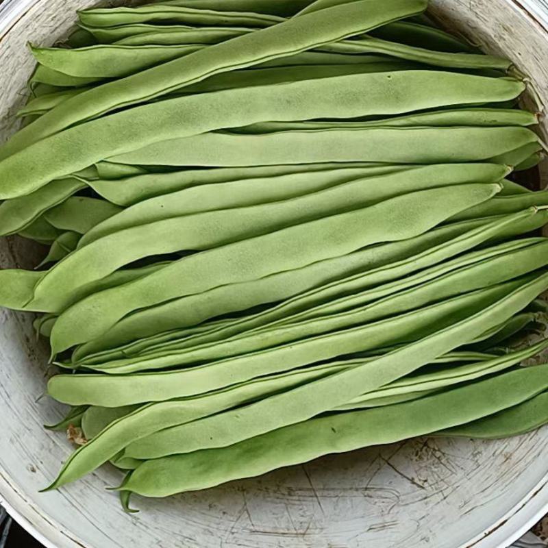 热卖扁青芸豆大扁山东扁豆代加工包装大量上市中
