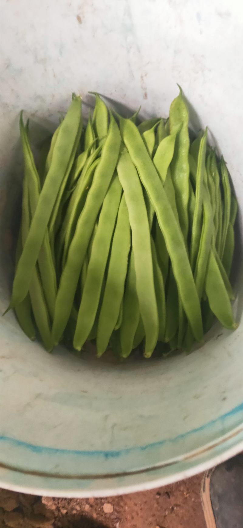 热卖扁青芸豆大扁山东扁豆代加工包装大量上市中