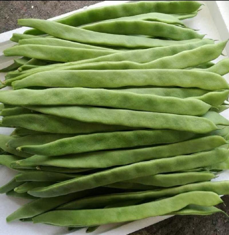 热卖扁青芸豆大扁山东扁豆代加工包装大量上市中