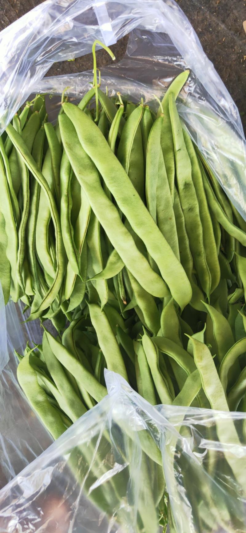 热卖扁青芸豆大扁山东扁豆代加工包装大量上市中