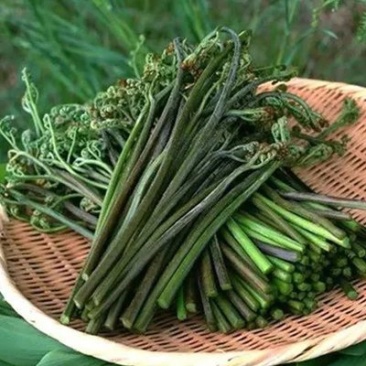 蕨菜，蕨苔
