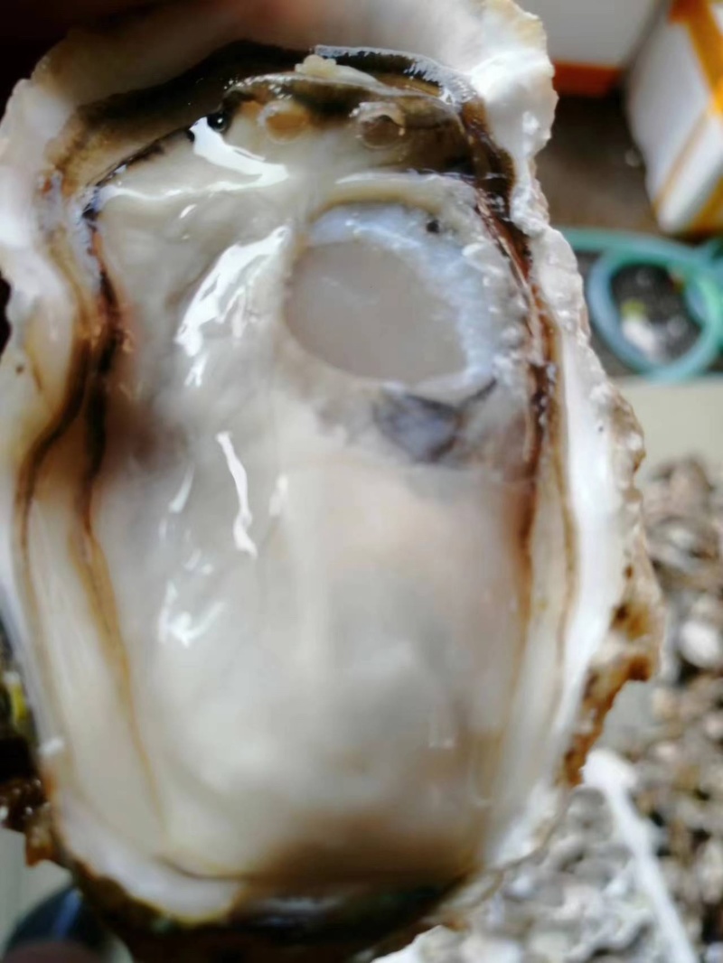生蚝，广东蚝，山东蚝，又肥又薄壳