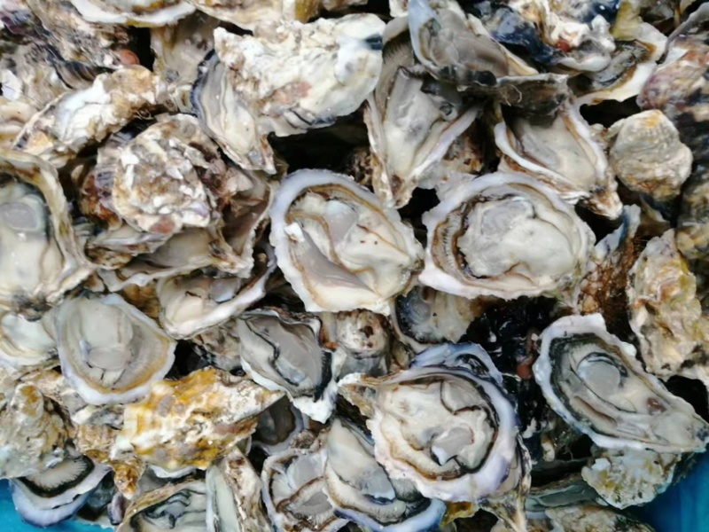 生蚝，广东蚝，山东蚝，又肥又薄壳