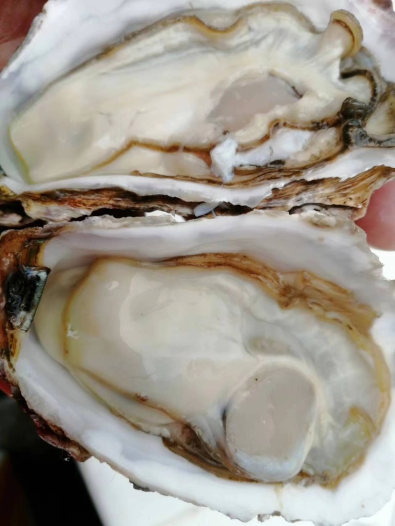 生蚝，广东蚝，山东蚝，又肥又薄壳