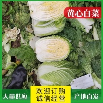 湖北黄心白菜各种品产地直发一手货价格便宜质量保证全国发货