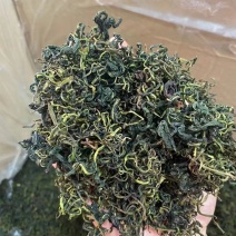 蒲公英茶茶用蒲公英新货颜色青婆婆丁茶