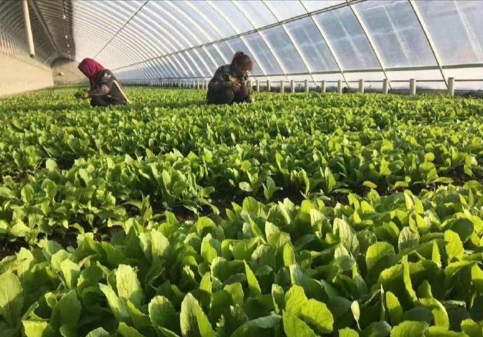 西红柿种植现场喷洒农药图