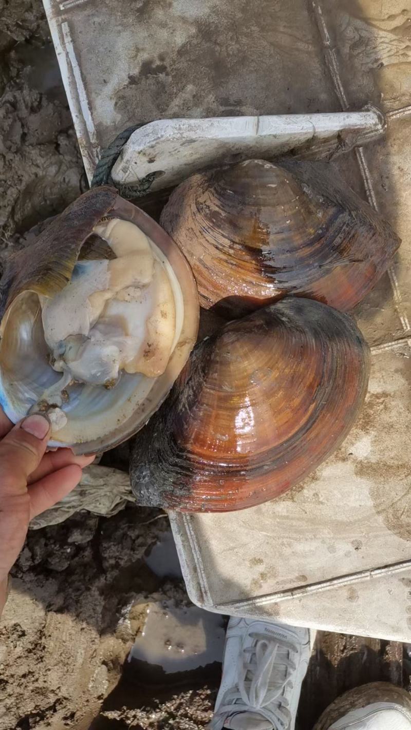 圆蚌，河蚌，三角蚌菜蚌（圆蚌天热不做，河蚌一年四季有货）
