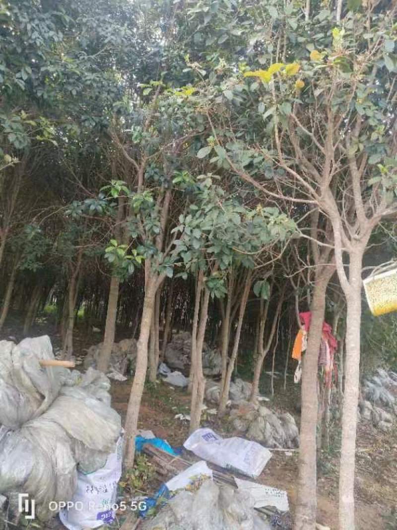 绿化苗木桂花树