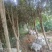绿化苗木桂花树