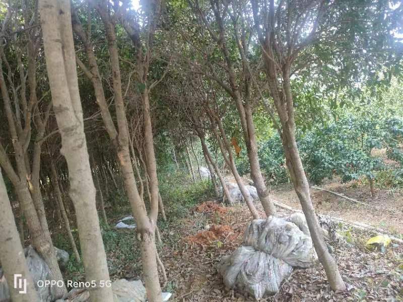绿化苗木桂花树