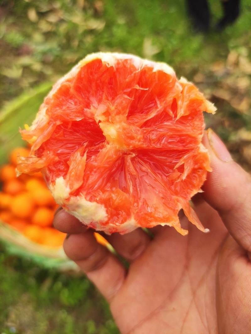 新鲜水果，秭归中华红橙/血橙鲜橙，果园现摘，大量供应