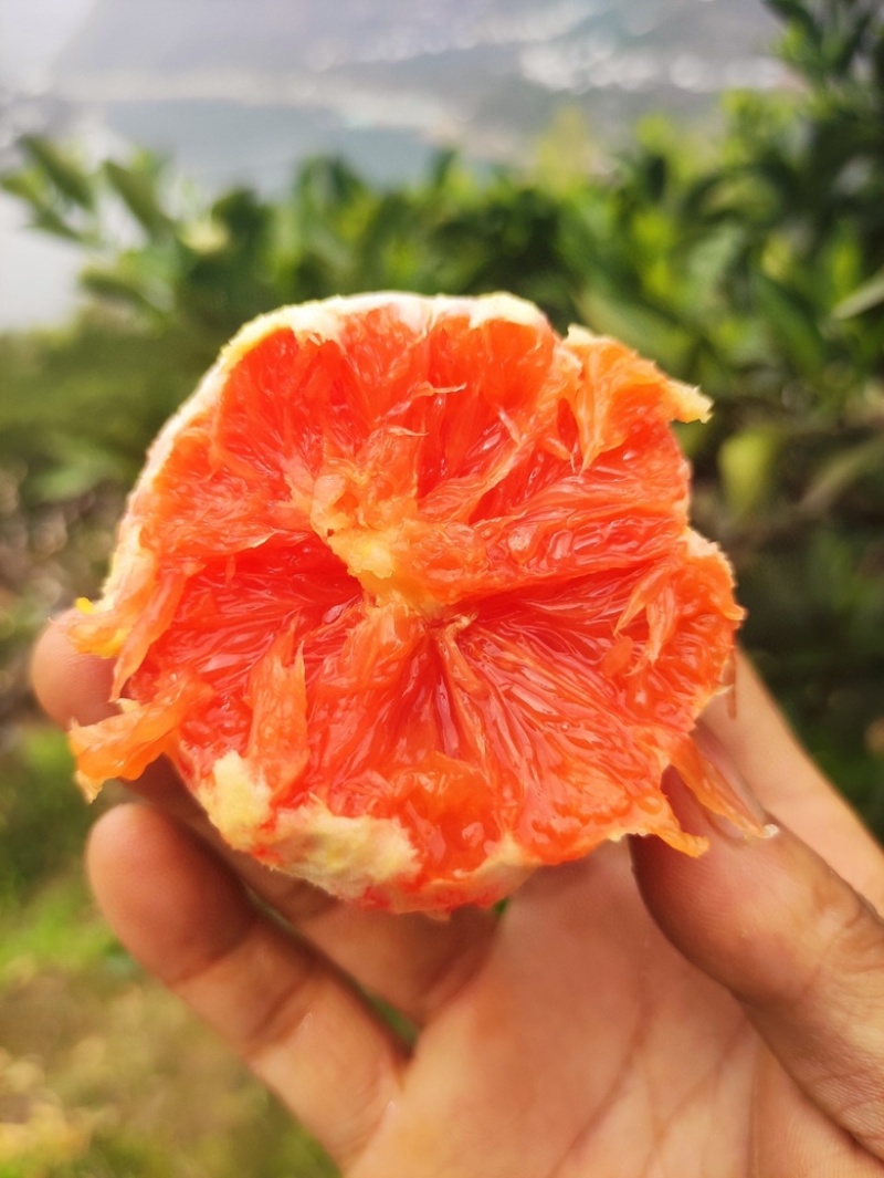新鲜水果，秭归中华红橙/血橙鲜橙，果园现摘，大量供应