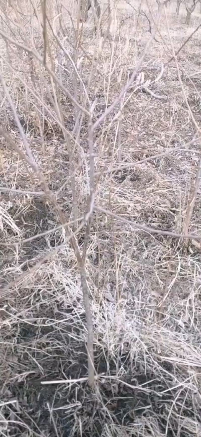 出售小绥河黄干核李子1～5年生树苗