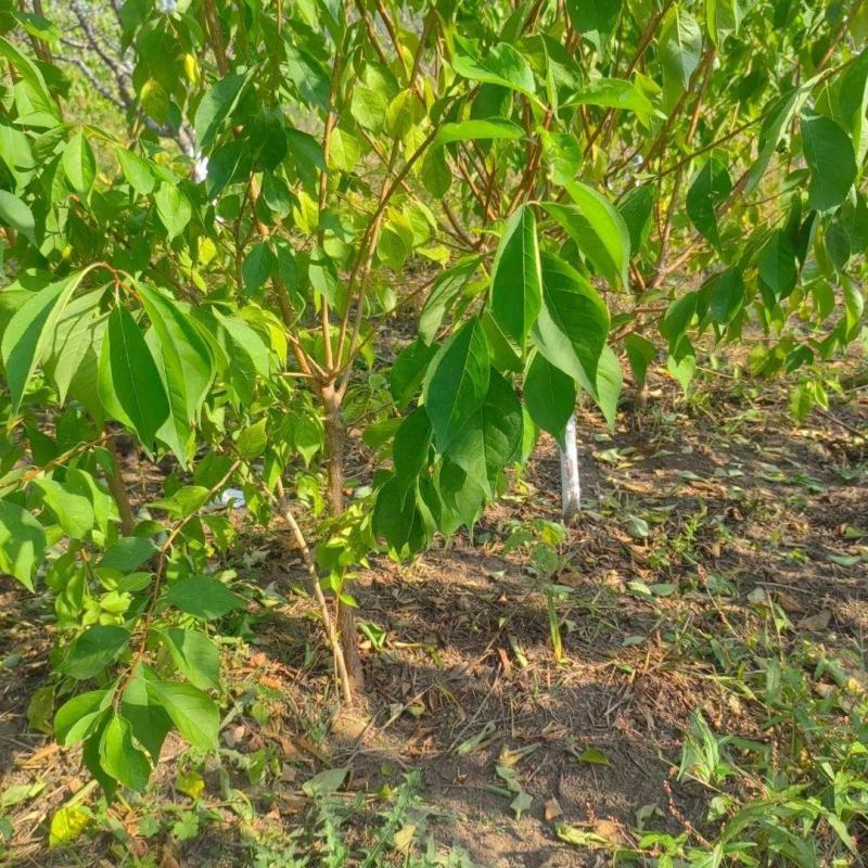 出售小绥河黄干核李子1～5年生树苗