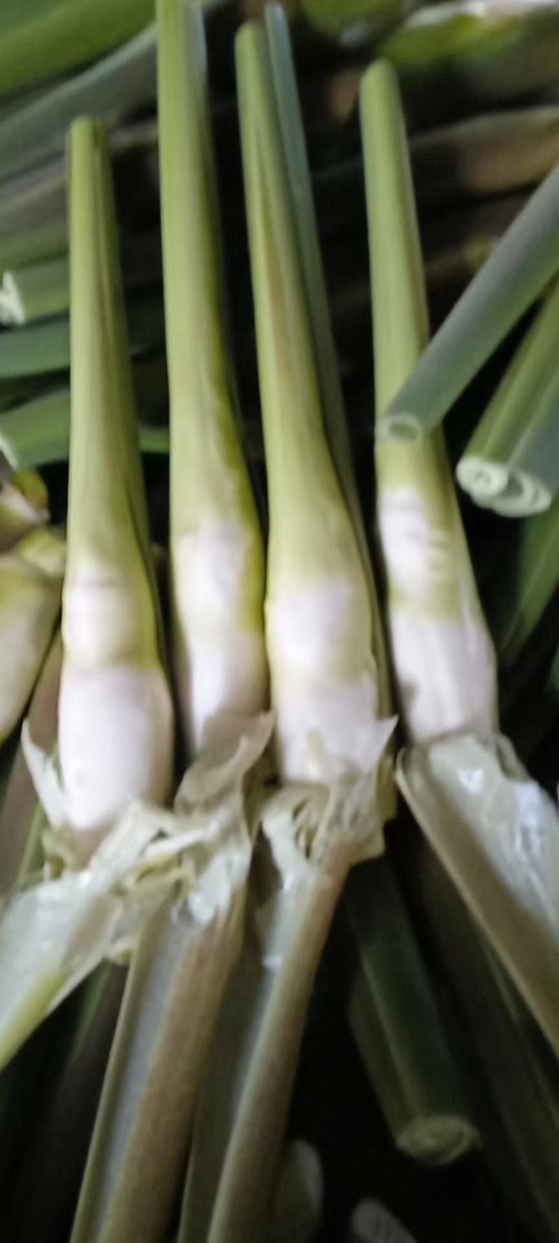 茭白常年现货供应，对接各大平台商超配送公司企业单位和个人