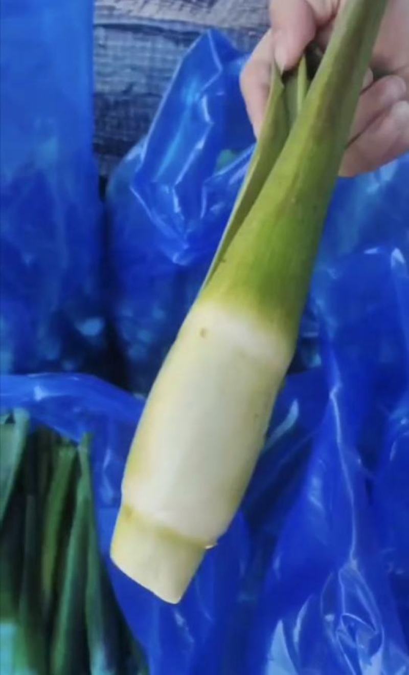 茭白常年现货供应，对接各大平台商超配送公司企业单位和个人