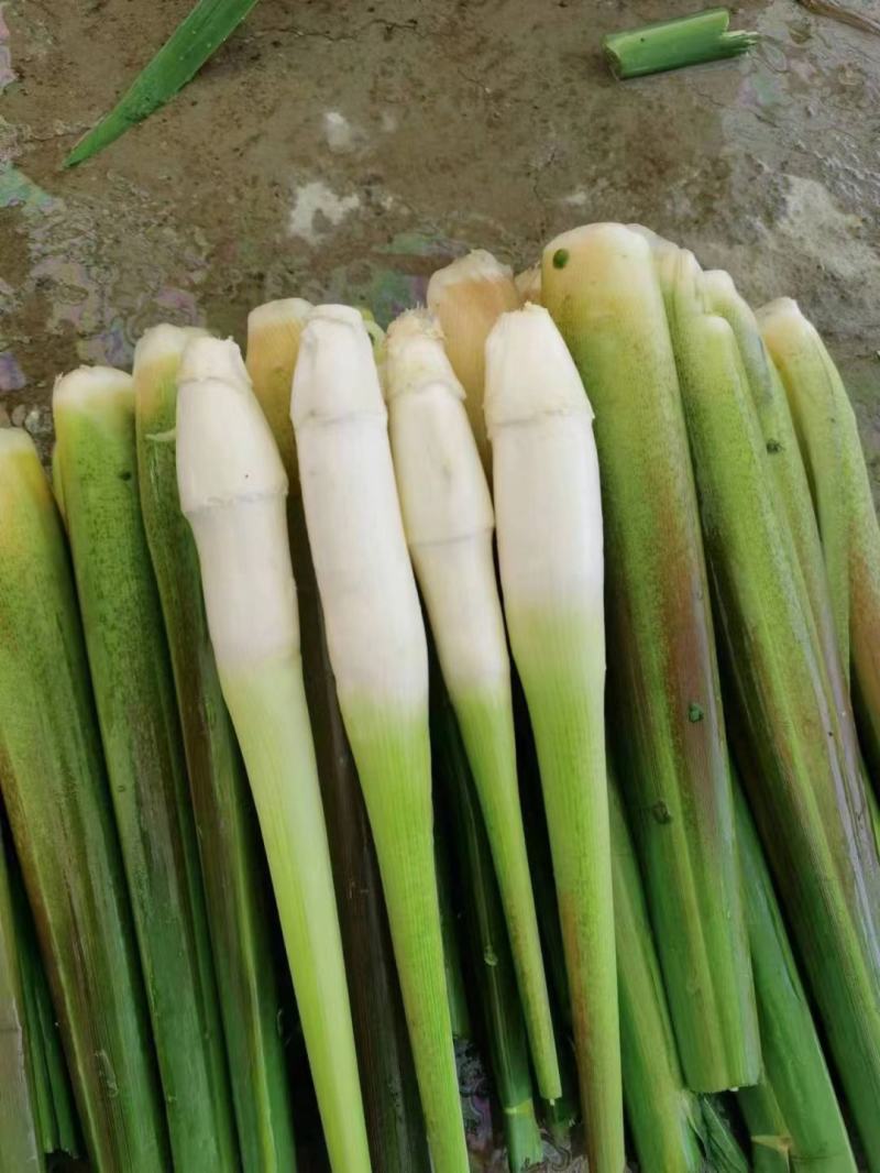 茭白常年现货供应，对接各大平台商超配送公司企业单位和个人