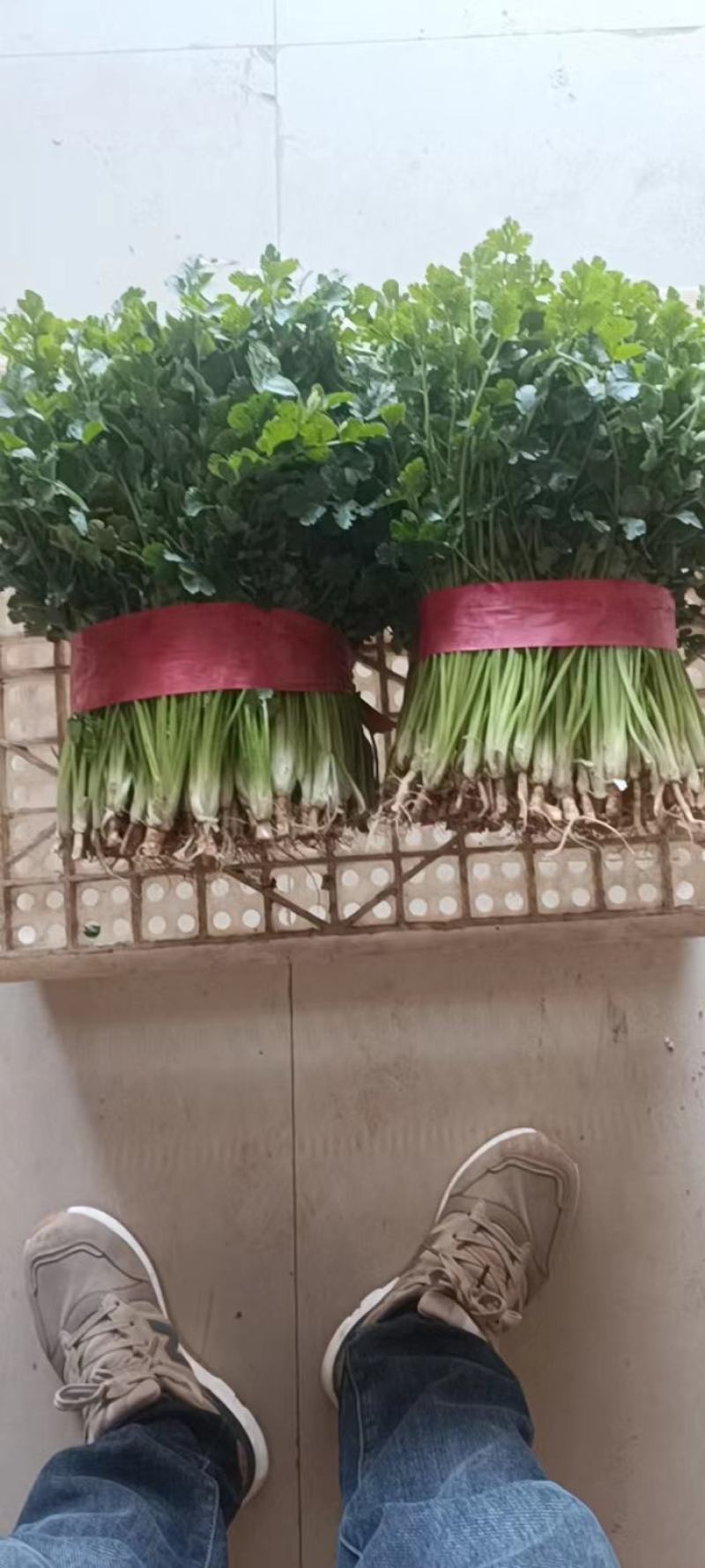 河南香菜，大叶香菜，大棚货。视频看货，线上保障交易。