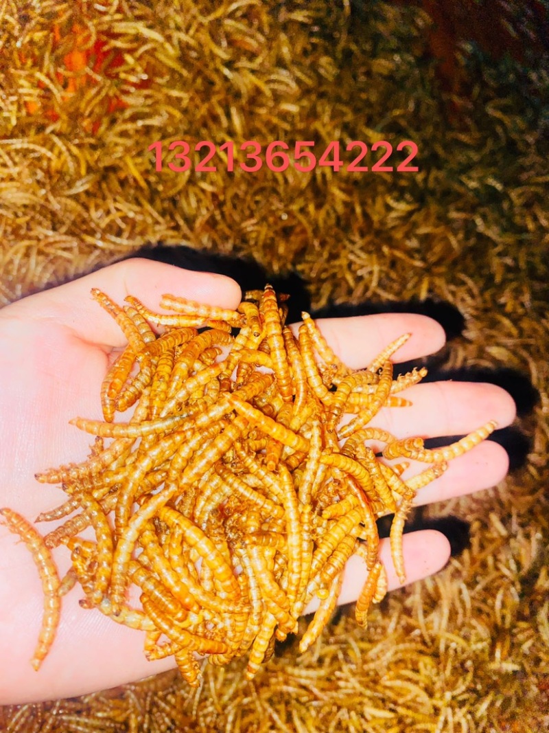 黄粉虫干