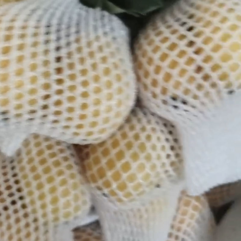 云霄枇杷