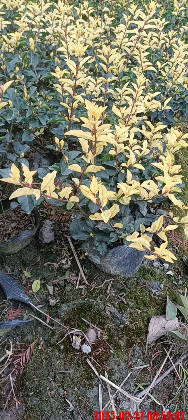 金禾女贞，大小规格都有，球球等等，电话联系
