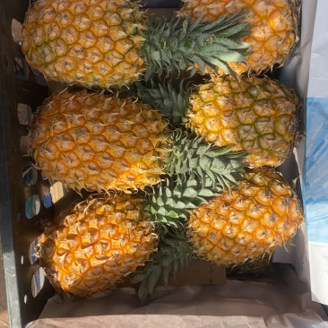 精品海南菠萝