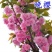 樱花苗日本樱花树苗嫁接早樱晚樱樱花小苗工程绿化苗