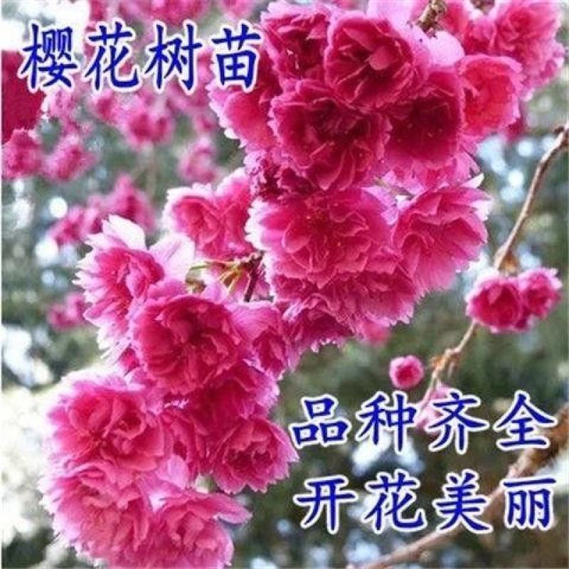 樱花苗日本樱花树苗嫁接早樱晚樱樱花小苗工程绿化苗