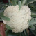 【有机花菜】【松花菜】色泽正，个头匀，品质好，现砍现发。