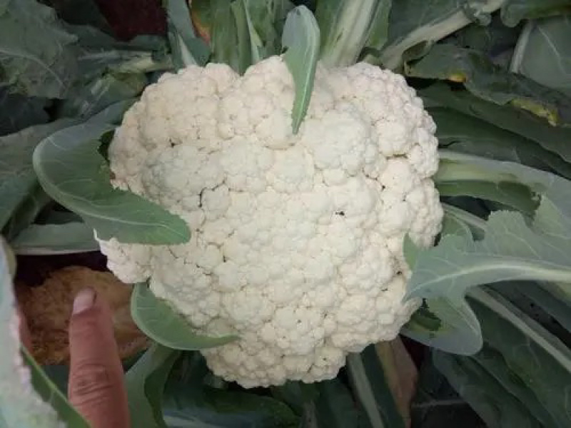 【有机花菜】【松花菜】色泽正，个头匀，品质好，现砍现发。