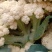 【有机花菜】【松花菜】色泽正，个头匀，品质好，现砍现发。