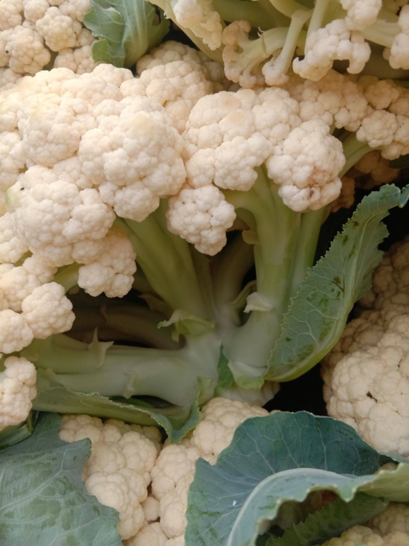 【有机花菜】【松花菜】色泽正，个头匀，品质好，现砍现发。