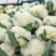【有机花菜】【松花菜】色泽正，个头匀，品质好，现砍现发。