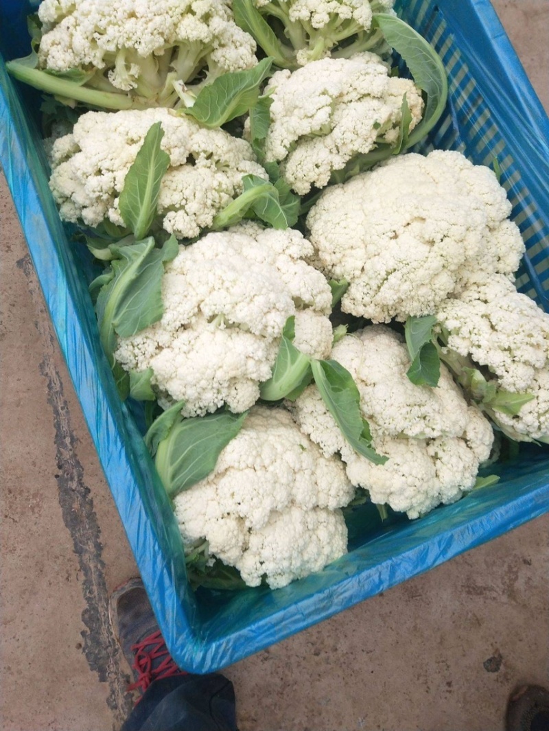 【有机花菜】【松花菜】色泽正，个头匀，品质好，现砍现发。