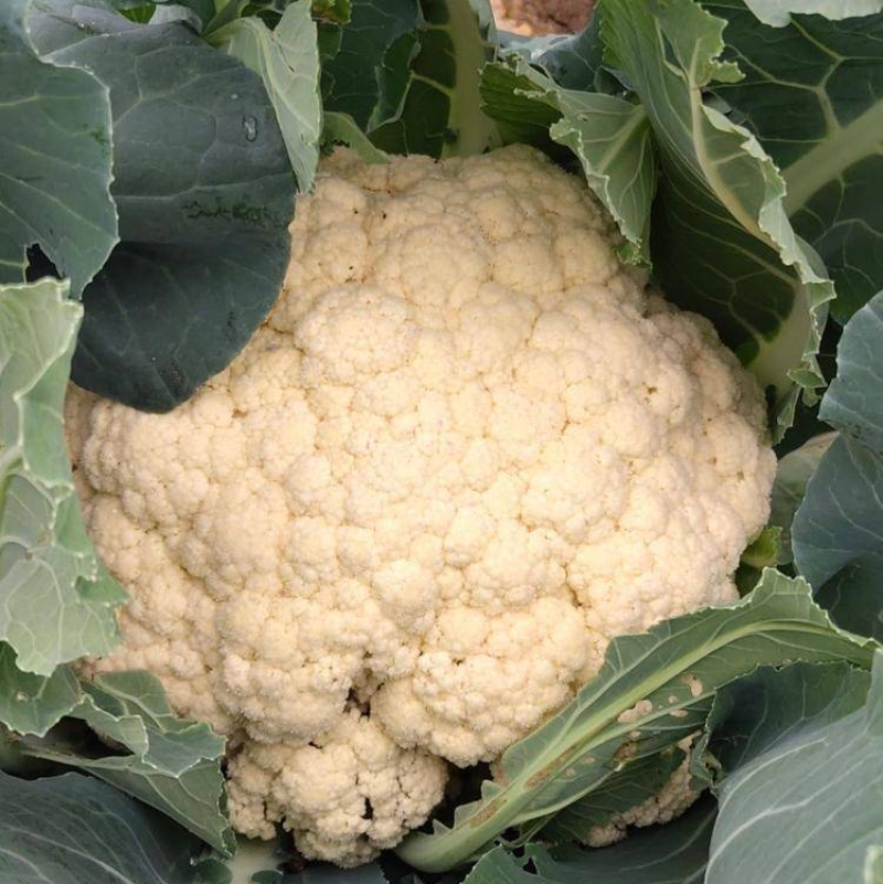 【有机花菜】【松花菜】色泽正，个头匀，品质好，现砍现发。