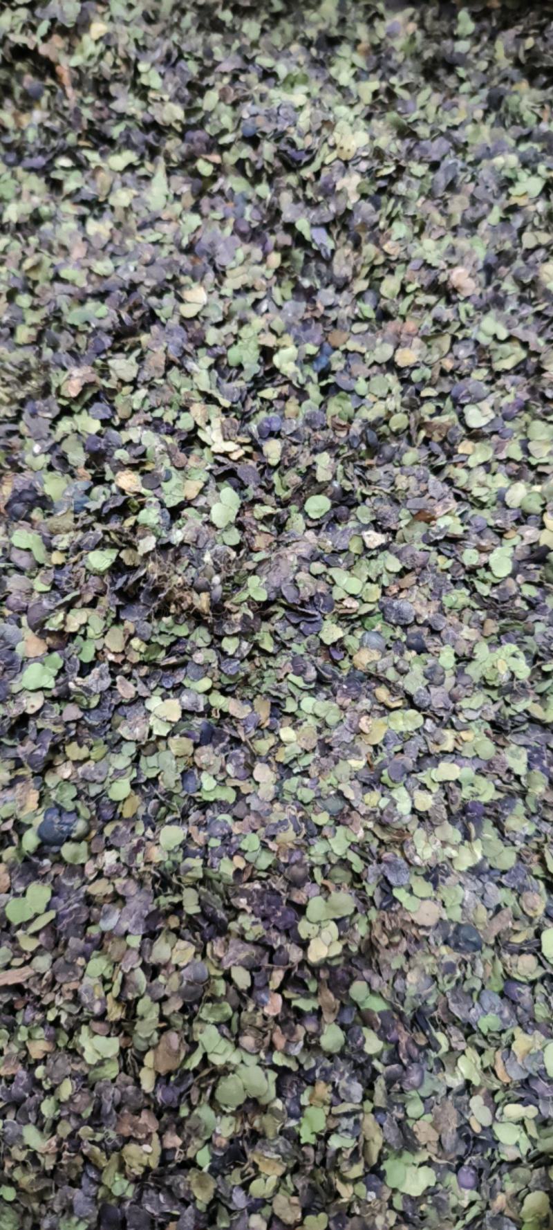 浮萍草浮萍紫背浮萍干货包邮量大从优一手货源